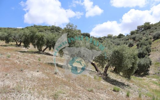 REF.CLO24005 FINCA OLIVAR EN VENTA