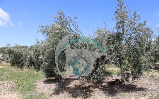 REF.CLO24004 VENTA DE FINCA OLIVAR EN CASTILLO LOCUBIN