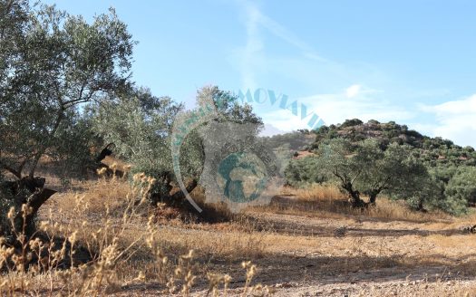 REF.LUC24001 VENTA DE FINCA OLIVAR