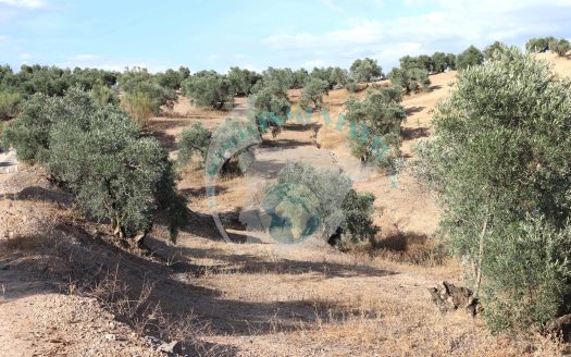 REF.LUC24001 VENTA DE FINCA OLIVAR