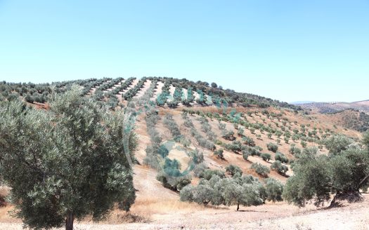 REF.LUC24003 VENTA DE FINCA OLIVAR