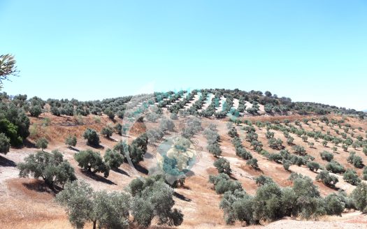REF.LUC24003 VENTA DE FINCA OLIVAR