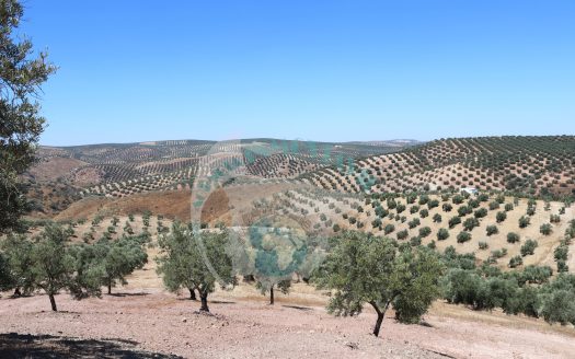 REF.LUC24003 VENTA DE FINCA OLIVAR