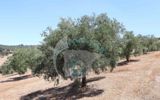 REF.LUC24003 VENTA DE FINCA OLIVAR