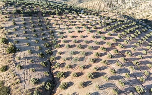 REF.LUC24004 ¡ OLIVAR EN VENTA, PRODUCCIÓN GARANTIZADA !