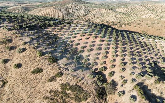 REF.LUC24004 ¡ OLIVAR EN VENTA, PRODUCCIÓN GARANTIZADA !