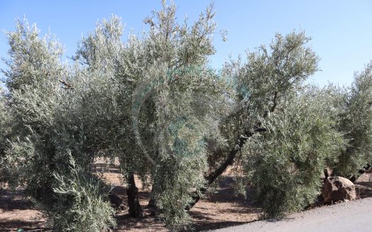 REF.24020 PARCELA RÚSTICA OLIVAR EN BENAMEJÍ