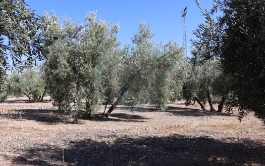 REF.24020 PARCELA RÚSTICA OLIVAR EN BENAMEJÍ