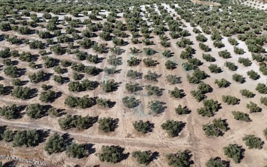 REF.24023 FINCA OLIVAR DE BENAMEJI EN VENTA