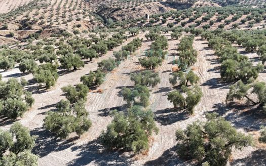 REF.24023 FINCA OLIVAR DE BENAMEJI EN VENTA