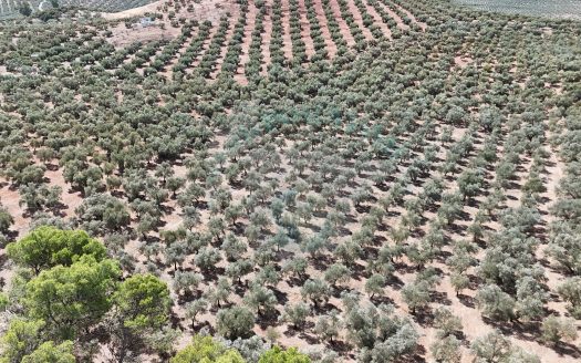 REF.LUC24008 VENTA DE OLIVAR CON 2 POZOS Y PLACAS SOLARES