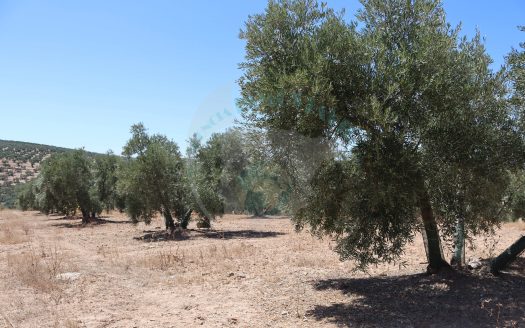 REF.LUC24005 OLIVAR EN VENTA EN LUCENA