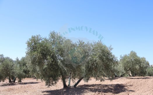 REF.LUC24007 ¡ EXCLUSIVO ! VENTA DE 2 FINCAS OLIVAR EN LUCENA