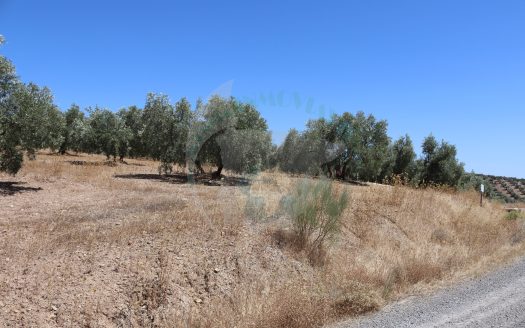 REF.LUC24007 ¡ EXCLUSIVO ! VENTA DE 2 FINCAS OLIVAR EN LUCENA