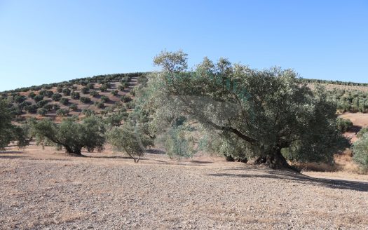 REF.LUC24012 ¡¡ 6 FINCAS DE OLIVAR EN VENTA !! LUCENA