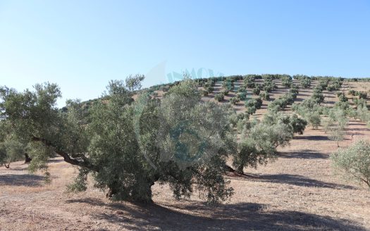 REF.LUC24012 ¡¡ 6 FINCAS DE OLIVAR EN VENTA !! LUCENA