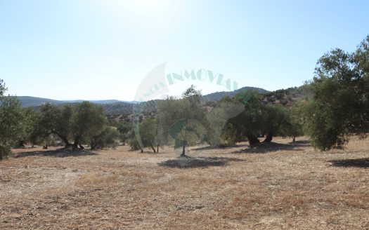 REF.LUC24012 ¡¡ 6 FINCAS DE OLIVAR EN VENTA !! LUCENA