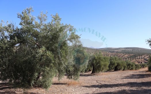 REF.24023 FINCA OLIVAR DE BENAMEJI EN VENTA