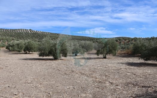 REF.ER24004 SE VENDE OLIVAR PRODUCTIVO EN ENCINAS REALES