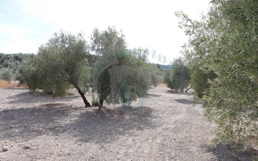 REF.ER24004 SE VENDE OLIVAR PRODUCTIVO EN ENCINAS REALES
