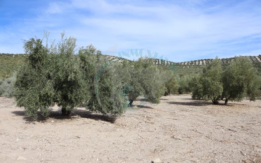 REF.ER24005 FINCA OLIVERA EN VENTA