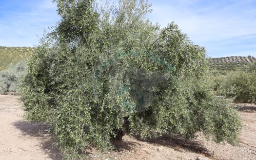 REF.ER24005 FINCA OLIVERA EN VENTA