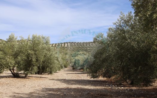 REF.ER24005 FINCA OLIVERA EN VENTA