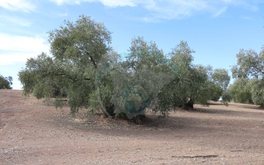 REF.ER24006 OPORTUNIDAD ÚNICA DE FINCA OLIVAR