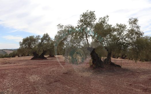 REF.ER24006 OPORTUNIDAD ÚNICA DE FINCA OLIVAR