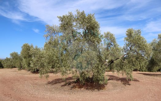 REF.ER24006 OPORTUNIDAD ÚNICA DE FINCA OLIVAR