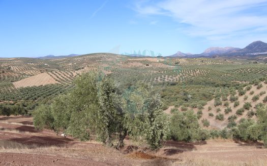 REF.LUC24009 EXCELENTE OLIVAR EN VENTA