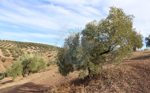 REF.LUC24009 EXCELENTE OLIVAR EN VENTA