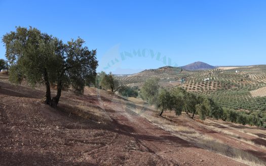 REF.LUC24009 EXCELENTE OLIVAR EN VENTA