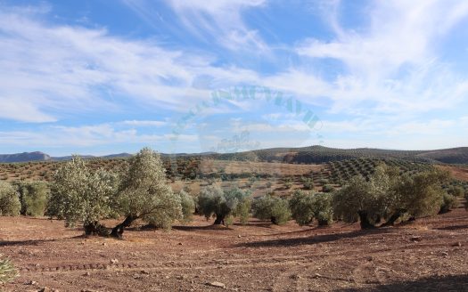 REF.LUC24011 VENTA CONJUNTA: 5 FINCAS DE OLIVAR PRODUCTIVO