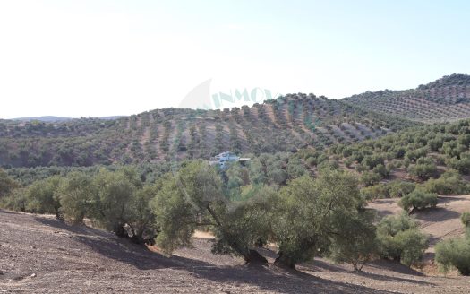 REF.LUC24011 VENTA CONJUNTA: 5 FINCAS DE OLIVAR PRODUCTIVO