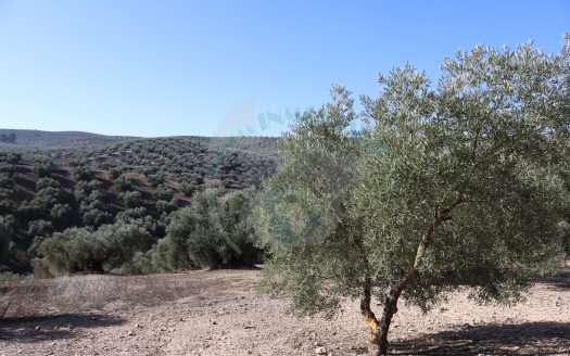 REF.LUC24015 NOVEDAD DE OLIVAR EN LUCENA