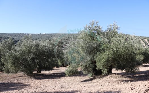 REF.LUC24015 NOVEDAD DE OLIVAR EN LUCENA