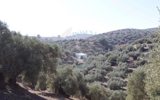 REF.LUC24014 FINCA OLIVAR, CASETA Y POZO