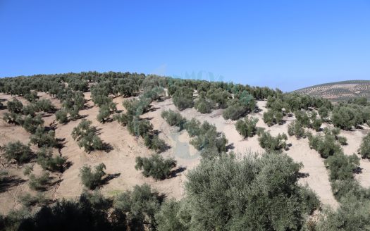 REF.LUC24014 FINCA OLIVAR, CASETA Y POZO