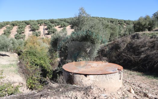 REF.LUC24014 FINCA OLIVAR, CASETA Y POZO