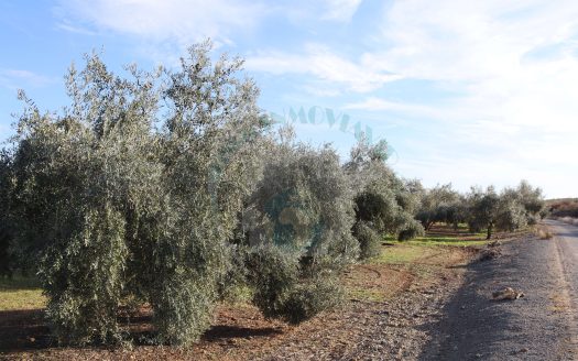 REF.24046 DOS FINCAS A UN PRECIO INMEJORABLE