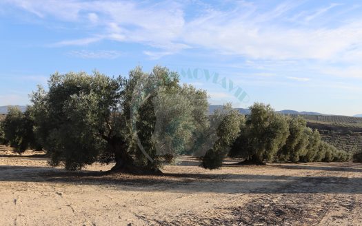 REF.24048 MARAVILLOSA FINCA OLIVAR EN BENAMEJI