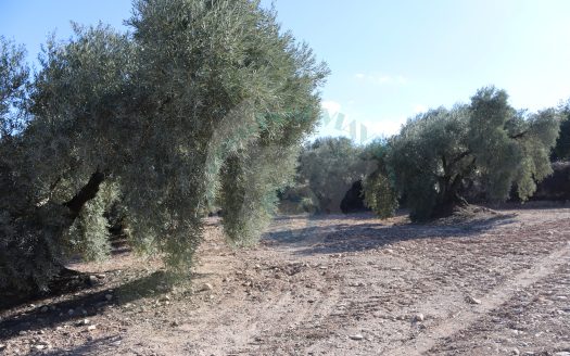 REF.25004 BENAMEJI Y SUS TIERRAS