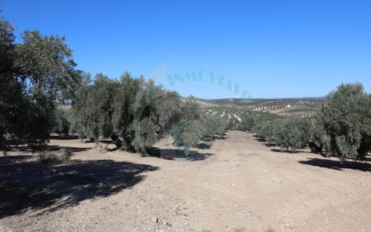 REF.25004 BENAMEJI Y SUS TIERRAS