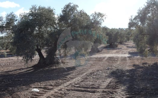 REF.25004 BENAMEJI Y SUS TIERRAS