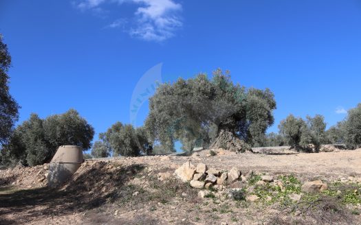 REF.25001 MARAVILLOSA FINCA EN BENAMEJI