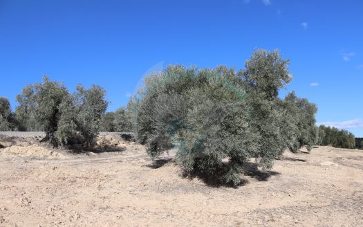 REF.25001 MARAVILLOSA FINCA EN BENAMEJI