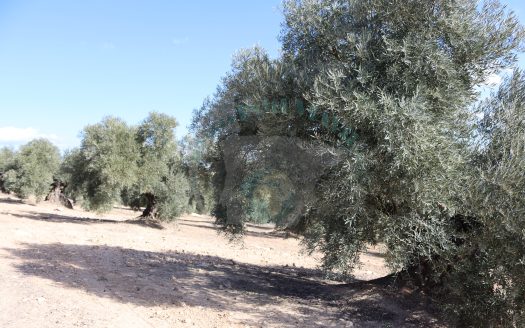 REF.25001 MARAVILLOSA FINCA EN BENAMEJI