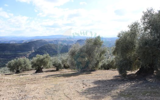 REF.25001 MARAVILLOSA FINCA EN BENAMEJI