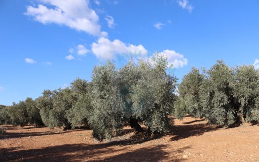 REF.25003 LO ESTAMOS DANDO TODO EN FINCAS